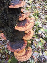 High angle view of mushroom growing outdoors