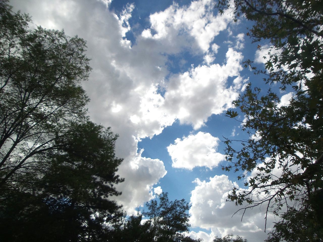 low angle view, tree, sky, cloud - sky, beauty in nature, tranquility, nature, cloud, cloudy, silhouette, branch, scenics, growth, tranquil scene, blue, high section, day, outdoors, treetop, no people