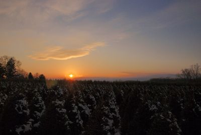 Scenic view of farm against sky during sunset