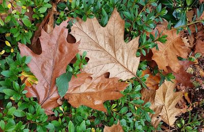 Close-up of autumn leaves on tree