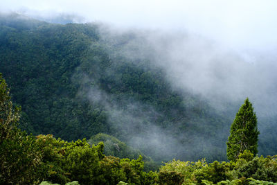 Scenic view of forest against sky