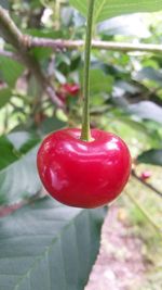 Close-up of cherries on tree