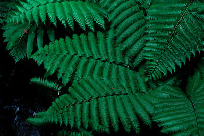 Full frame shot of palm tree