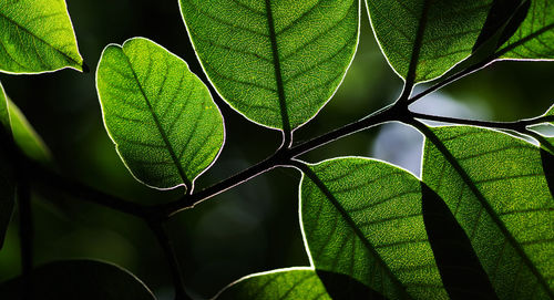 Close-up of leaves