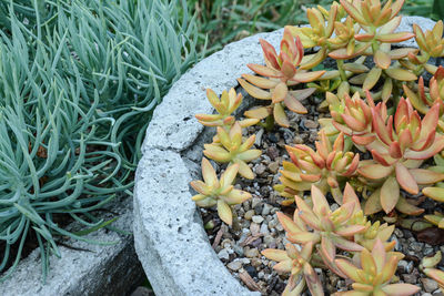High angle view of two contrasting succulent filled planters