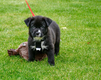 Portrait of puppy on grass