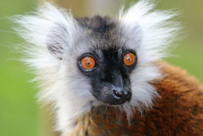 Close-up portrait of lemur