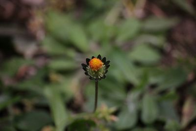 Close-up of flower against blurred background