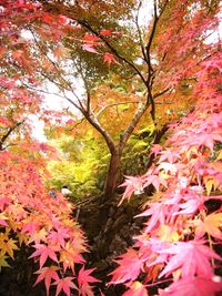 Autumn leaves on tree