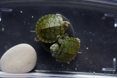 Close-up of red eared water slider turtles in pond. 