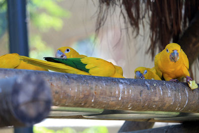 Yellow bird perching on a branch