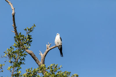 White and grey male swallow-tailed kite elanoides forficatus perches on a dead tree in sarasota