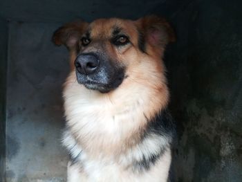 Close-up portrait of dog