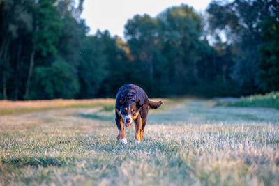 Dog sitting on field