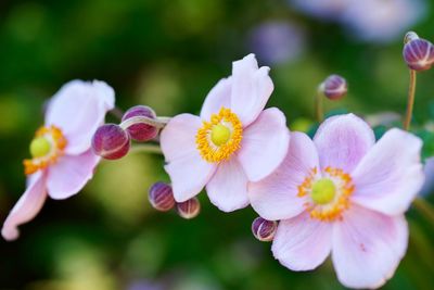Close-up of pink flowering plants