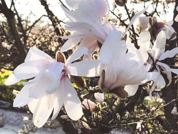 Close-up of white flowers on tree