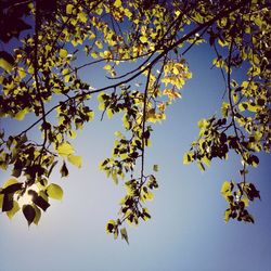 Low angle view of trees