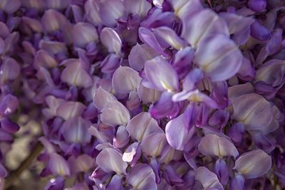 Full frame shot of purple flowering plants