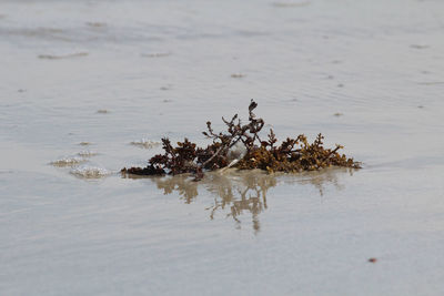 View of dead tree on beach