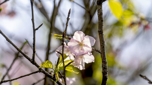 Close-up of cherry blossom