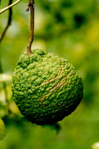 Bergamot, kaffir lime hanging on a tree in the cuban countryside.