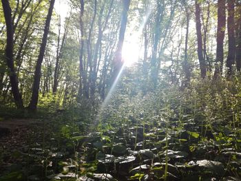 Trees in forest