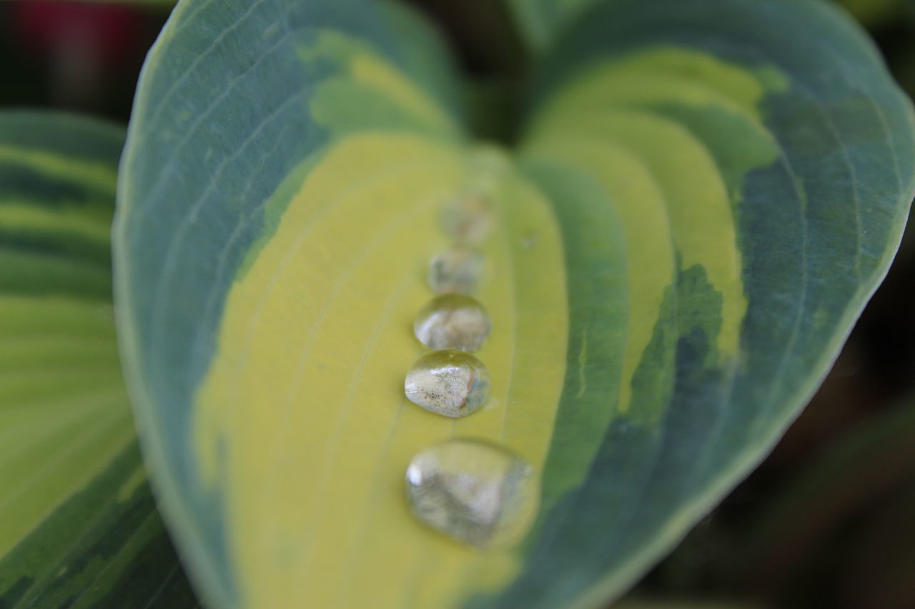 CLOSE-UP OF DROP ON LEAF