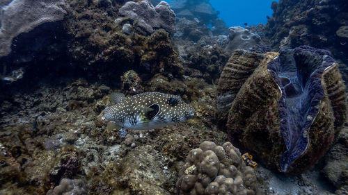 View of fish swimming underwater