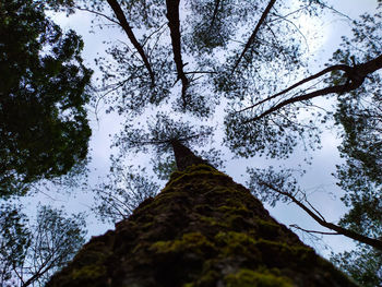 Low angle view of trees against sky