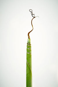 Close-up of plant against white background