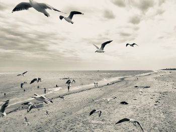 Seagulls flying at beach