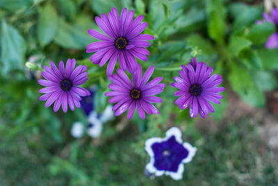 Close-up of purple flowers blooming outdoors