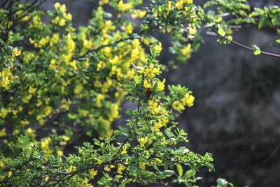 Close-up of flowering plant