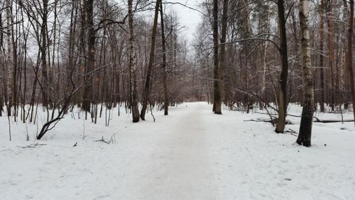 Snow covered trees in forest