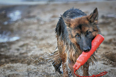 Close-up of dog playing in water