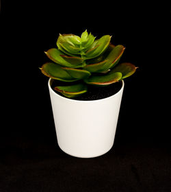Close-up of succulent plant against black background