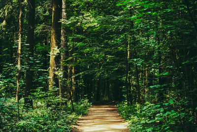 View of bamboo trees in forest