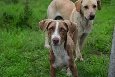 Portrait of dog on field