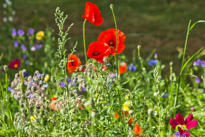 Close-up of red poppy flowers growing on field