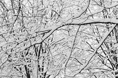 Close-up of bare tree branches