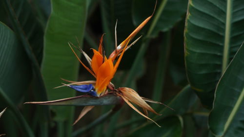 Bird of paradise flora