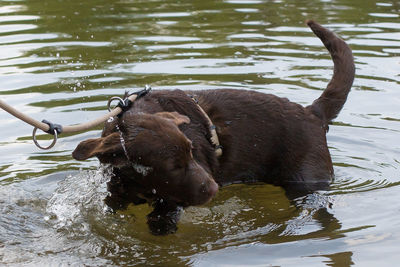 Dog in lake