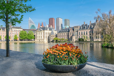 View of flowering plants by river in city