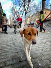 Dog on footpath by street in city