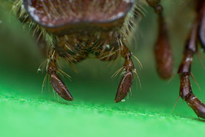 Close-up of spider