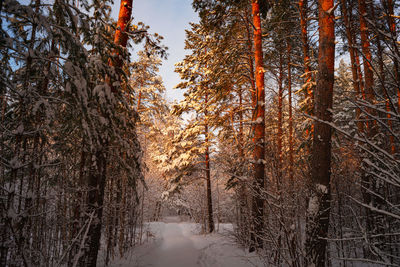 Pine trees covered with snow on frosty evening. beautiful winter panorama