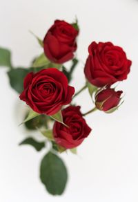 Close-up of red roses against white background