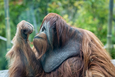 Orangutan ape thinking with blurred background 