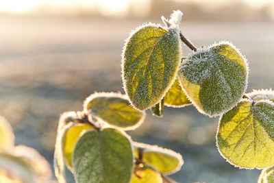 Close-up of fresh green leaves