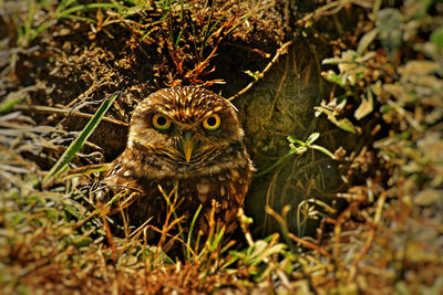 Burrowing owl